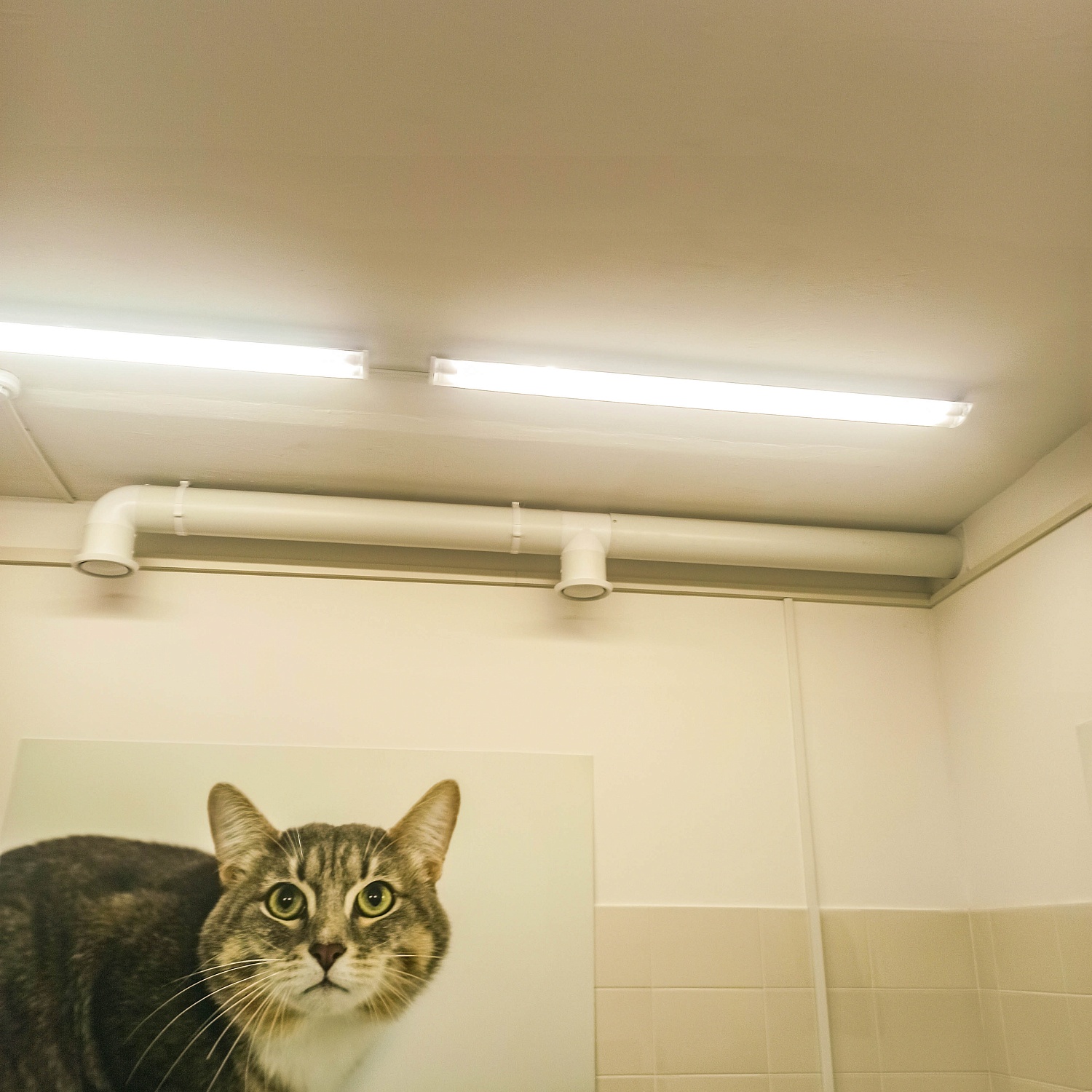 Ветеринарная клиника «Феликс»